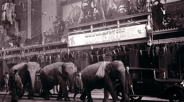 Elephants
